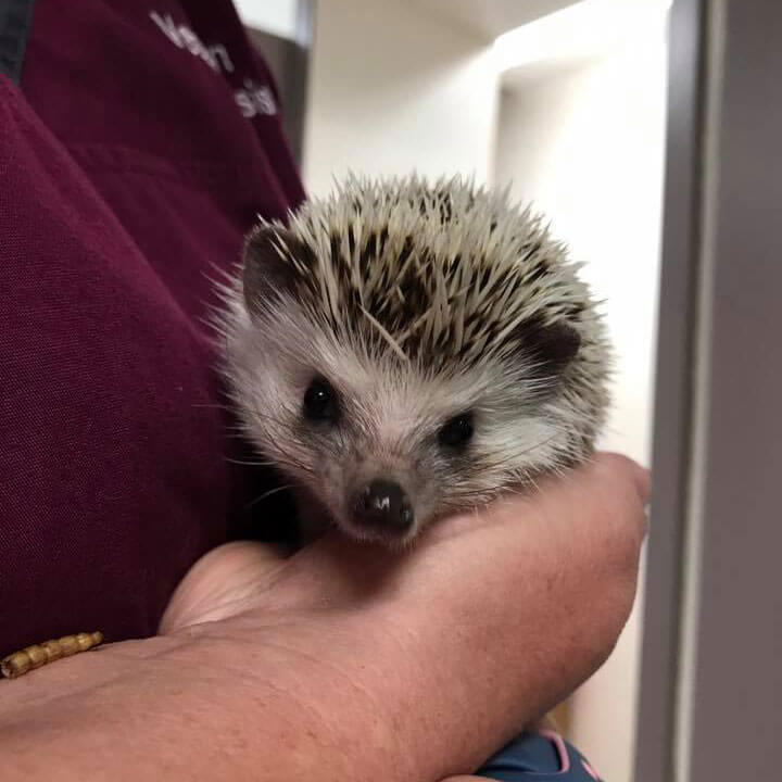 Veterinarian Holding a Pet Hedgehog Veterinarian Holding a Pet Hedgehog