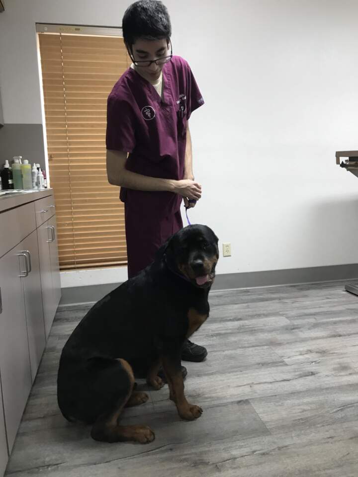Rottweiler in the Office